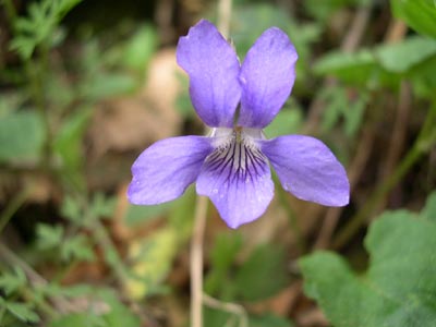 070809_flores_salvaxes