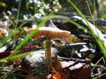 091015_setilla