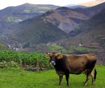 vaca