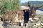 burro_portada