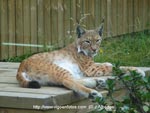 lince