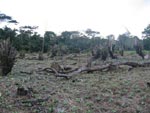 perdidad_biodiversidad