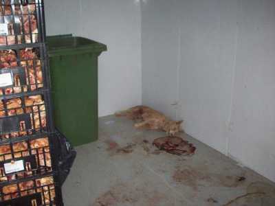 cadaver_e_comida
