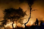 FORESTAL