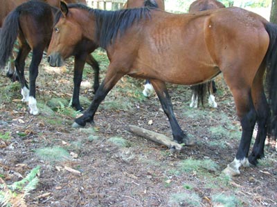 Trancas-8