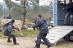 2toromos