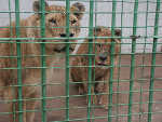 animales_enjaulados