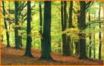 bosque