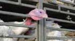 pavo_2