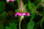 colleja_150x101