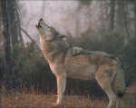 lobo