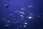 pesca_yun_foto