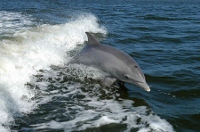 cetaceos_200x132
