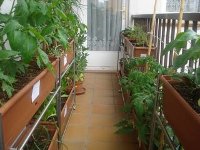 balcons_comestibles01