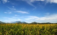 campo_de_arroz