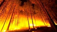 lume_forestal
