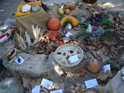 verduras_sementes