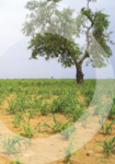 acaparamiento_tierras_informe