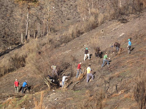 reforestacion_AsCorcerizas