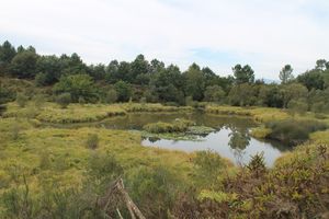 puzo_lago