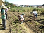 foto_horta