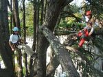 ecoactivismo_vertical_280614curso