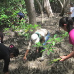 reforestacion manglar salvador
