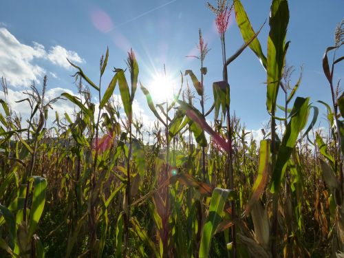 corn-60105 1280