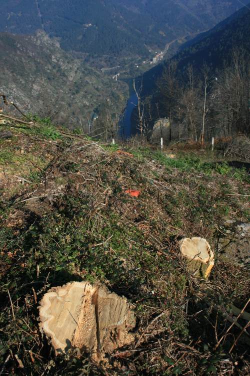 tala ribeira sacra IMG 3751