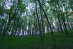 bosques corcerizas