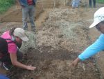 20150623 xira agricultura biointensiva sementes en camas