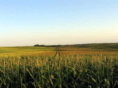campo de maiz