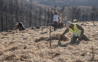 voluntariado forestal