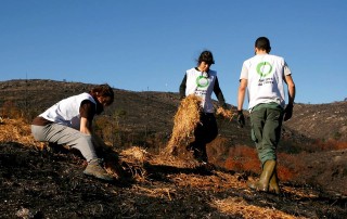 voluntariado forestal
