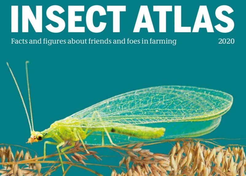 O colapso mundial dos insectos é impulsado pola agricultura industrial ...